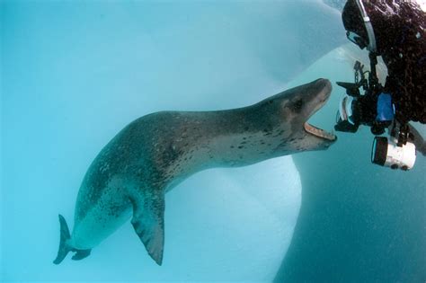 Viaje para nadar con focas leopardos, y orcas en Antártida - Originalnature