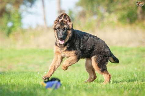 When do German shepherd ears stand up naturally?