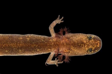 A salado salamander, Eurycea chisholmensis, at the Dallas Zoo. | Dallas ...