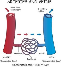 9 Artery Vs Vein Structure Diagram Images, Stock Photos & Vectors | Shutterstock