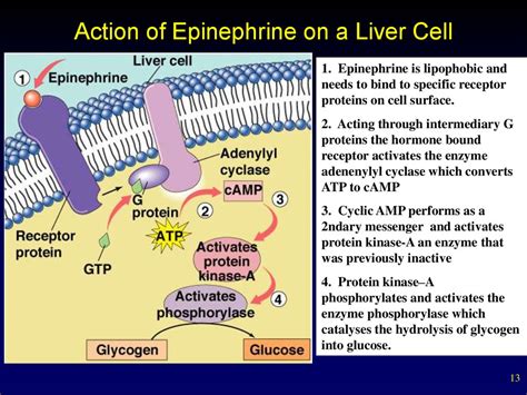 Internal secretion. Basic concepts. Pituitary hormones and their control by the hypothalamus ...