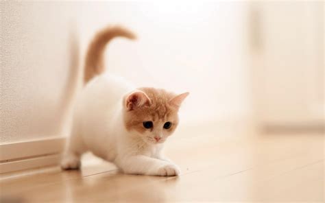 Cute Baby Cats Wallpaper 1024×768 Cute Cat Wallpapers (49 Wallpapers) | Adorable Wallpapers ...