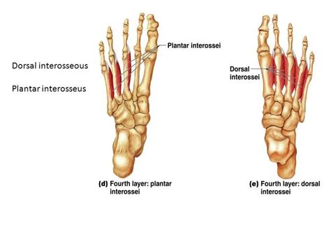 Plantar Interossei: Learn Your Muscles - Custom Pilates and Yoga