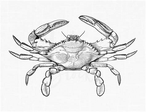 Crab Line Art Clipart Blue Crab Sea Life | Etsy