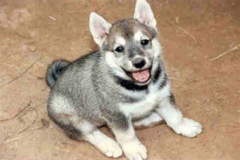 East Siberian Laika Dog Breed Information, Images, Characteristics, Health