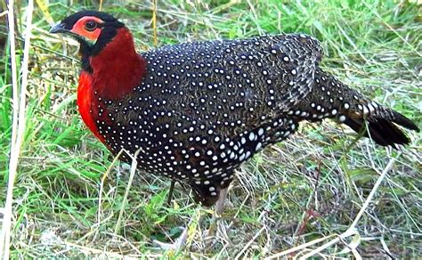 The Western Tragopan is perhaps the most beautiful large bird to be found anywhere in the ...