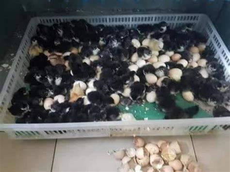 Derby... - Derby Incubators & Poultry Equipment Zambia | Facebook