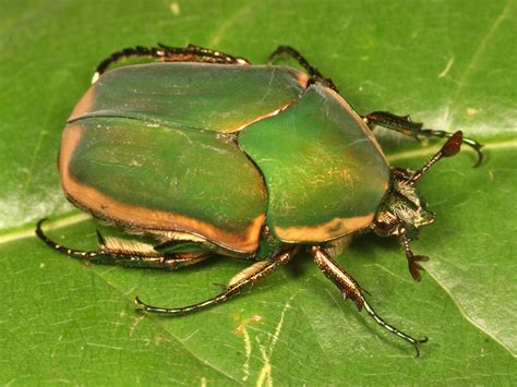 Cotinis nitida - Green June Beetle | Beetle, Green, Arthropods