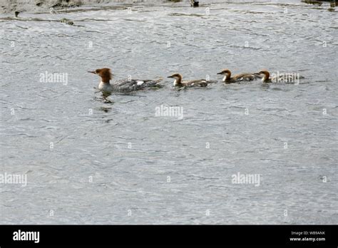 Common Merganser with ducklings Stock Photo - Alamy