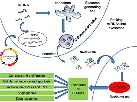 Schematic of microRNA transfer by exosomes. miRNAs were overexpressed via transfected with ...