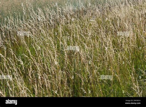 Anthoxanthum odoratum Poaceae family plant in spring at flowering time, selective focus Stock ...