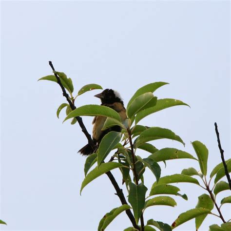 Bobolink - Bird Watching Academy