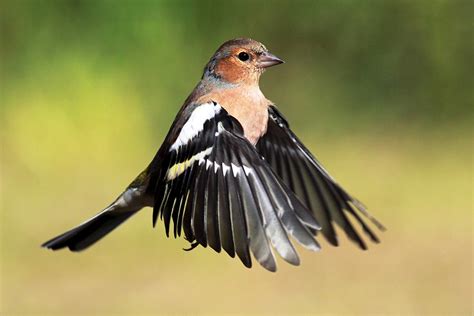 Birds | Scottish Landscape Photography by Grant Glendinning