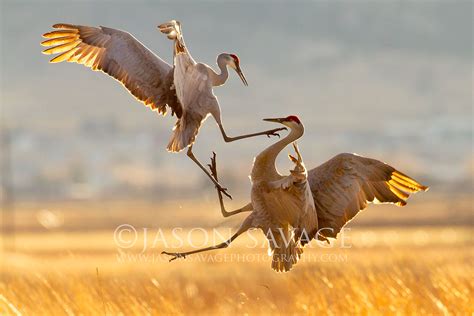 Sandhill Cranes | Jason Savage Photography