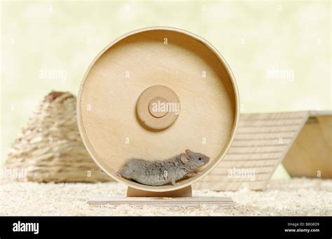 fancy mouse in running wheel Stock Photo - Alamy