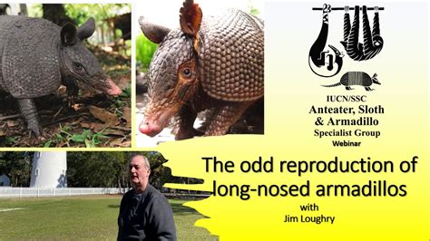 Webinars | IUCN SSC Anteater, Sloth and Armadillo Specialist Group