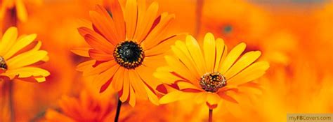 Orange Daisys Facebook Covers - myFBCovers | Facebook cover, Facebook ...