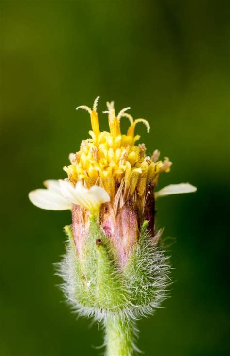 Pollen stock photo. Image of blossom, colorful, drops - 93839500