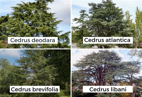 Types Of Cedar Pine Trees