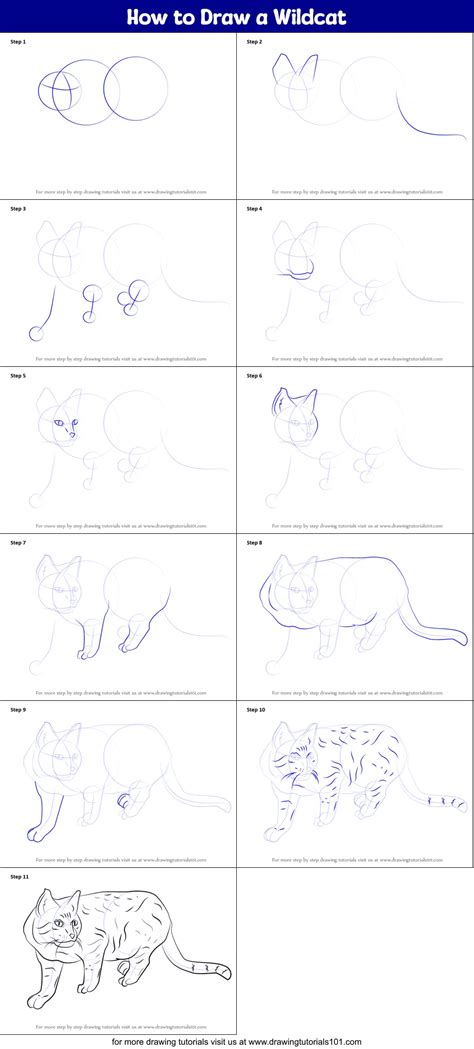 How to Draw a Wildcat (Cats) Step by Step | DrawingTutorials101.com