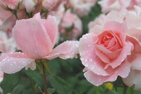 15 Best Varieties of Grandiflora Roses - Best Landscape Ideas