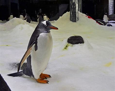 Panasonic helps deliver live streams from SEA LIFE Sydney Aquarium ...