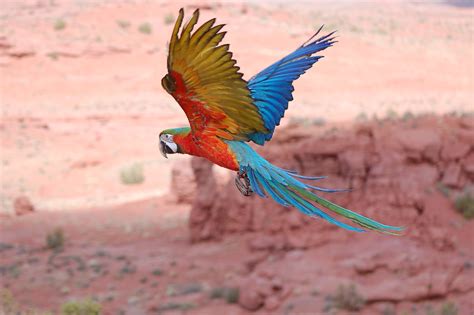 macaw in flight | To see our birds flying outside visit us o… | Flickr