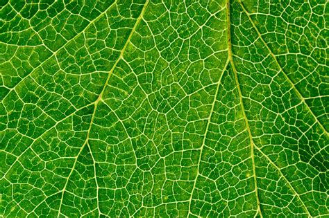 Leaf veins texture containing leaf, texture, and background | Nature ...