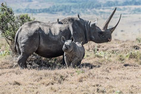 [Animals] Rhino horns are shrinking from overhunting in Africa ...