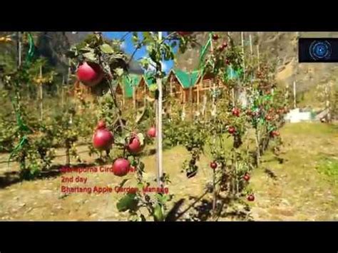 Biggest Apple Farm of Nepal - YouTube