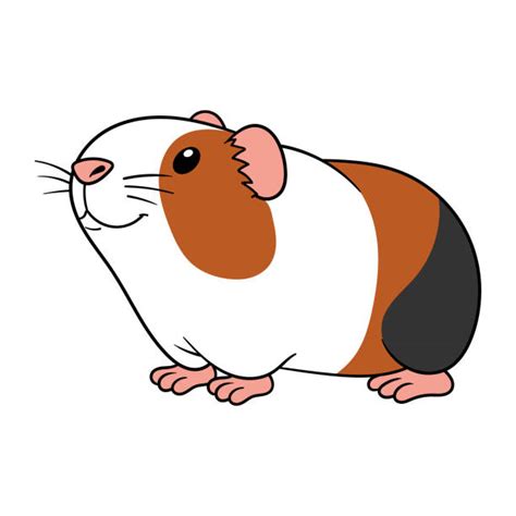 Gerbil Illustrations, Royalty-Free Vector Graphics & Clip Art - iStock