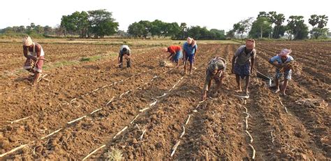 Sugarcane farming makes a comeback after 30 yrs - OrissaPOST