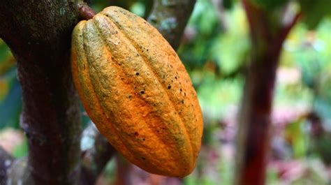 Cocoa Farming in Uganda