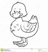 Imagem De Pato Para Colorir sketch template