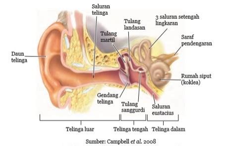 Bagian Bagian Telinga Dan Fungsinya Beserta Gambarnya - IMAGESEE