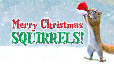 MERRY CHRISTMAS, SQUIRRELS! by Nancy Rose - YouTube