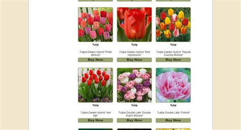 Where to Buy Tulip Bulbs? [Top 40 Online Stores]