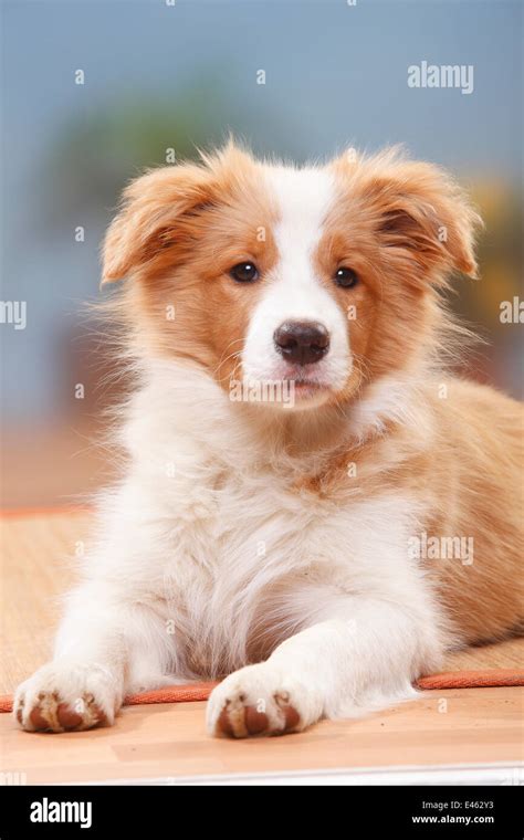 Border Collie puppy, 14 weeks, Australian red-white Stock Photo ...