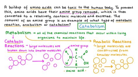 Question Video: Classifying Metabolic Reactions as Anabolic or Catabolic | Nagwa