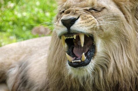 Female lion roaring stock image. Image of wild, fauna - 10868393