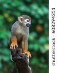 Squirrel Monkey Free Stock Photo - Public Domain Pictures