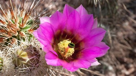 Sonoran Desert Flowering Plants | Best Flower Site