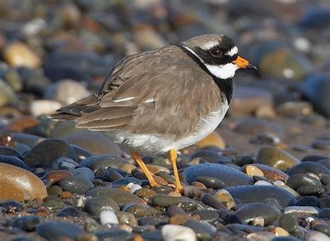 Little Ringed and Ringed Plover Breeding Survey 2007 - BirdGuides