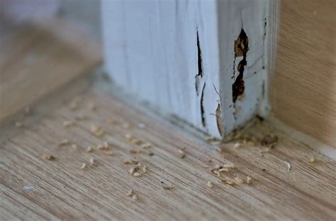 Schedule Your Termite Annual Inspection To Avoid Costly Home Damage ...