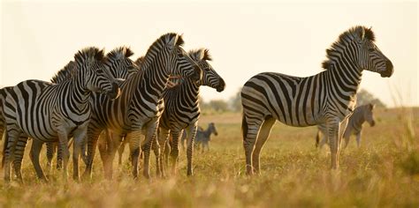 Understanding and Conserving the Namibia-Botswana Zebra Migration