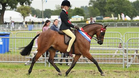 10 stunning show ponies that stole our hearts during the 2019 show ...