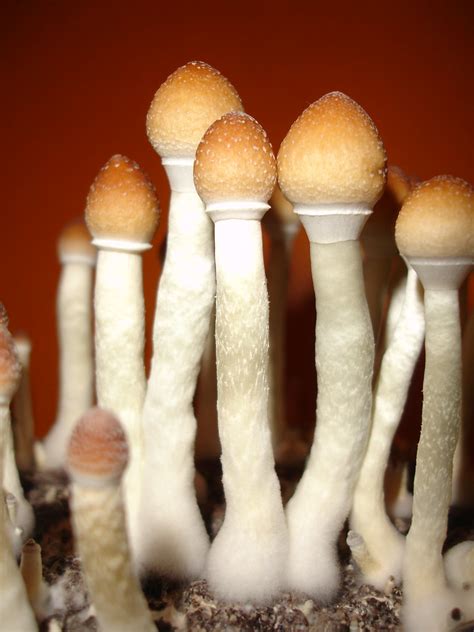 Psilocybe Cubensis Thai | Psilocybe Cubensis Thai cultivadas… | Flickr