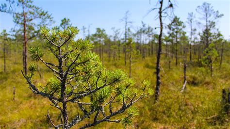 Pros and Cons of discovering Belarusian Nature | Belforrest