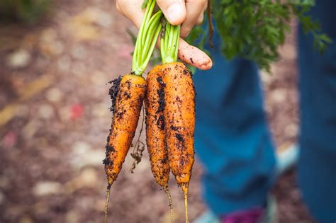 The Future of Urban Agriculture - Action Renewables