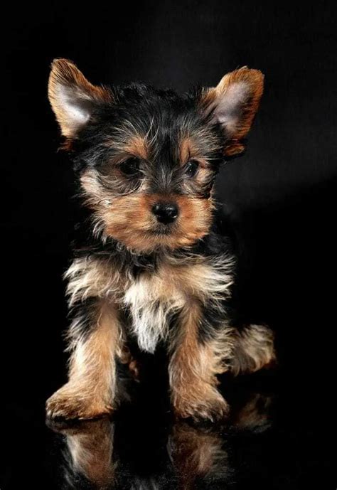 13 Things You Need To Know About The Teacup Yorkie - Your Dog Advisor